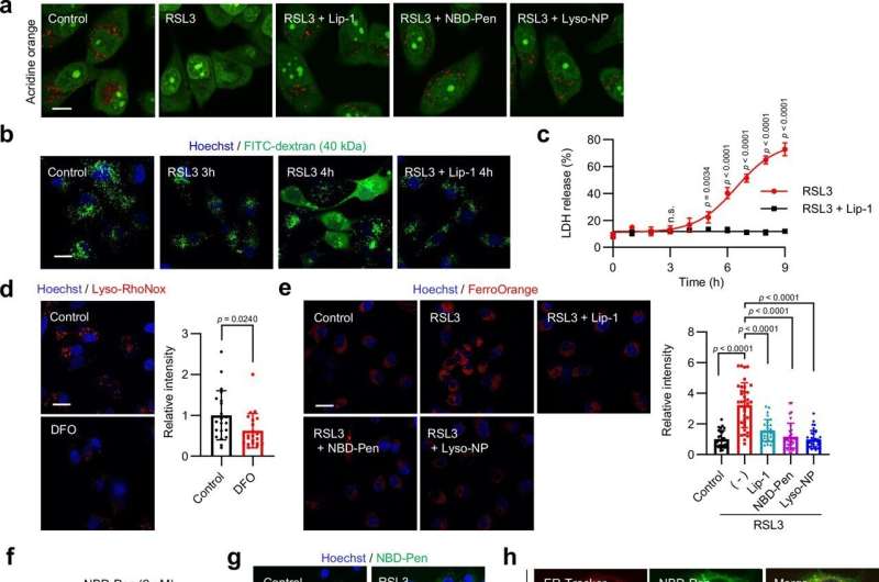 Lysosomal membrane permeabilization mediates ferroptotic cell death. Credit: Nature Communications (2025). DOI: 10.1038/s41467-025-58909-w In iron-dependent cell death, lysosome destabilization is key