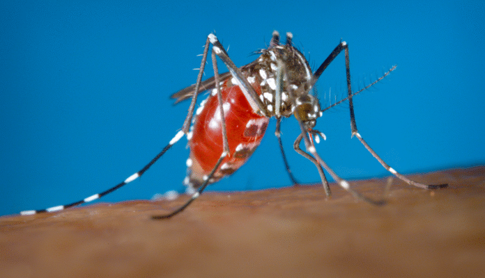 What-are-the-symptoms-of-the-chikungunya-virus-and-is.png