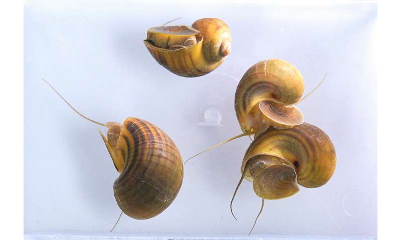 Seeing with fresh eyes: Snails as a system for studying sight restoration
