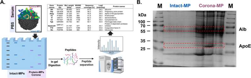 Credit: Environmental Science & Technology (2025). DOI: 10.1021/acs.est.5c04146 Team discovers hazards of 'protein absorbative microplastics' to brain cell function