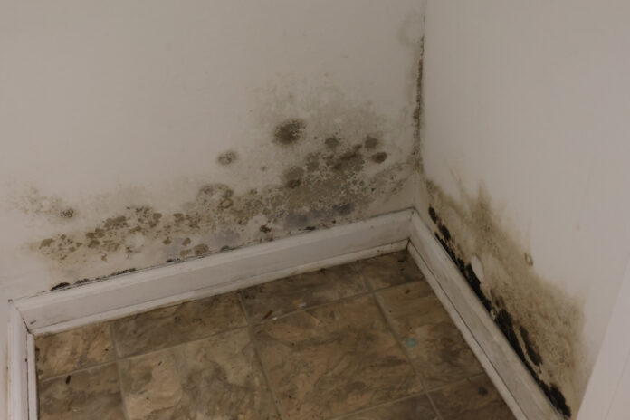 A-Hidden-Health-Crisis-Following-Natural-Disasters-Mold-Growth-in.jpg